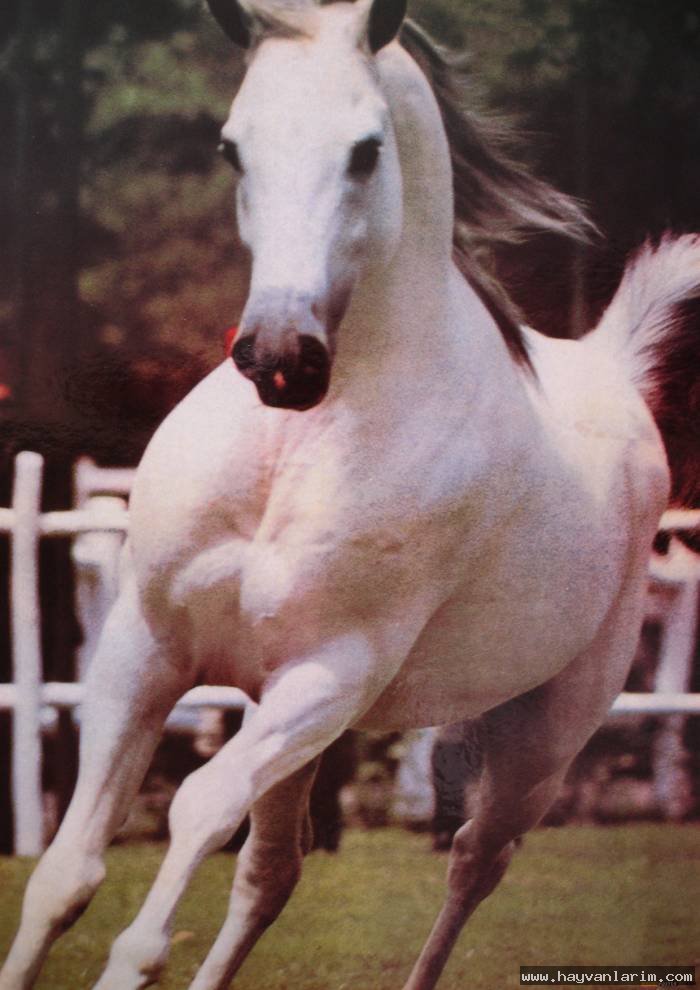 kosan beyaz at resimleri