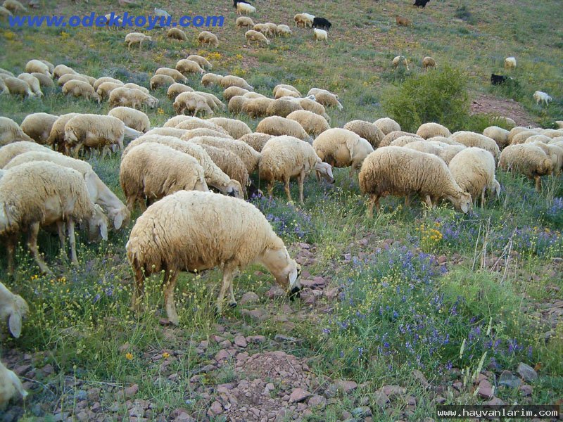 Koyun sürüsü Koyun sürüsü