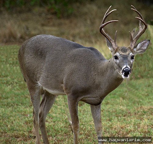 Odocoileus virginianus