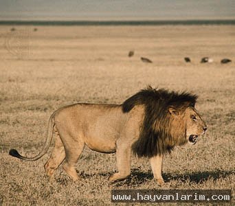 Panthera leo Panthera leo