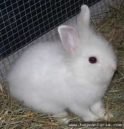 Beyaz angora tavşanı Beyaz angora tavşanı