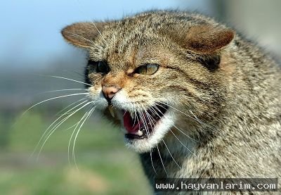 Felis silvestris Felis silvestris