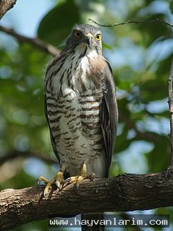 Accipiter tachiro Accipiter tachiro