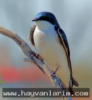 Agaç Kırlangıcı Agaç Kırlangıcı