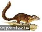 Agaç sivri faresi Agaç sivri faresi