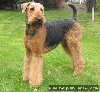 Airedale köpek cinsi Airedale köpek cinsi