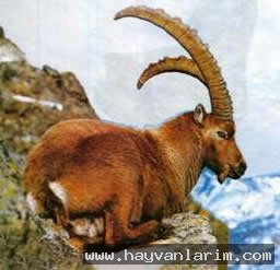 Ak dağ keçisi Ak dağ keçisi