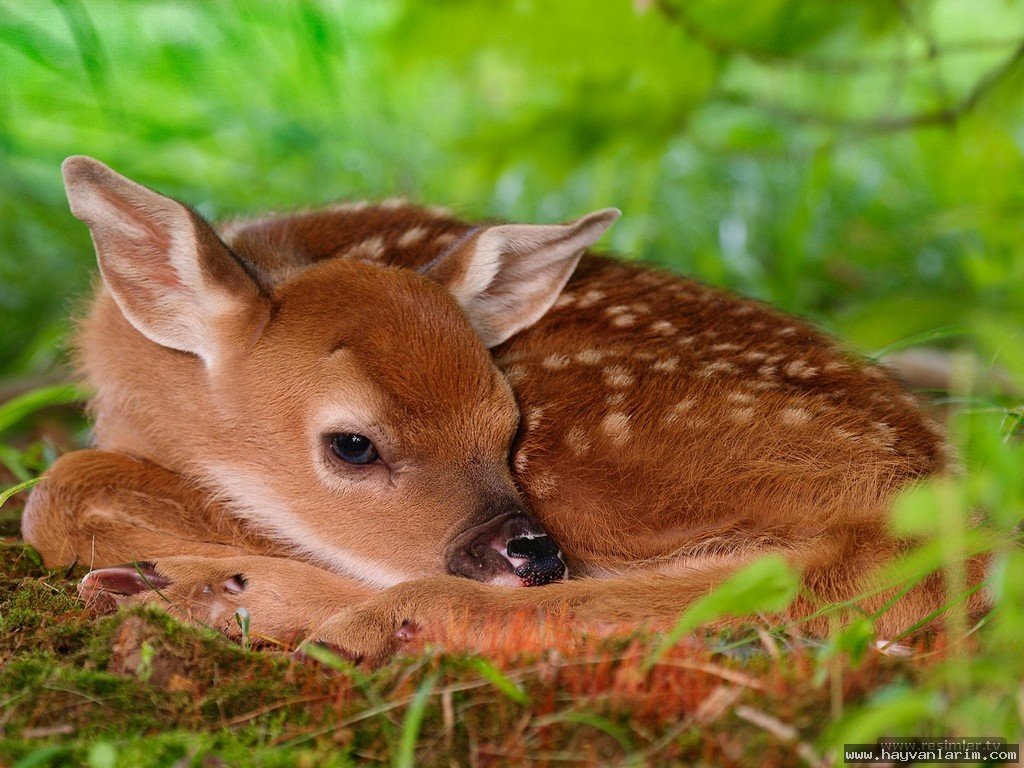 Ala geyik resmi Ala geyik resmi