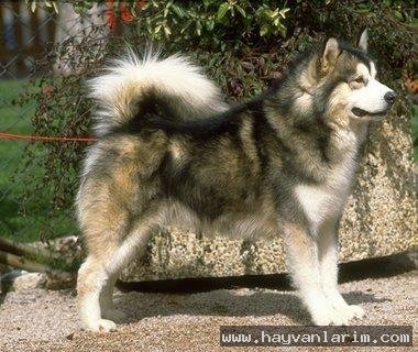 Alaska malamutesi Alaska malamutesi