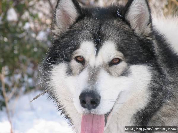 Alaska malamutesi köpek cinsi Alaska malamutesi köpek cinsi