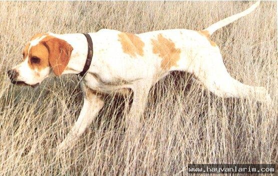 Alman ırkı puanteri resmi Alman ırkı puanteri resmi