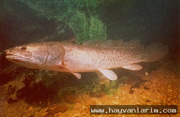 Amia calva balığı Amia calva balığı