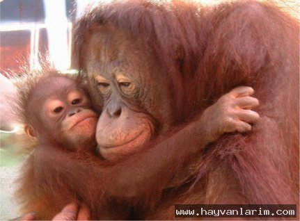 Anne ve yavru maymun resmi Anne ve yavru maymun resmi