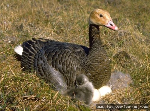 Anser erythropus Anser erythropus