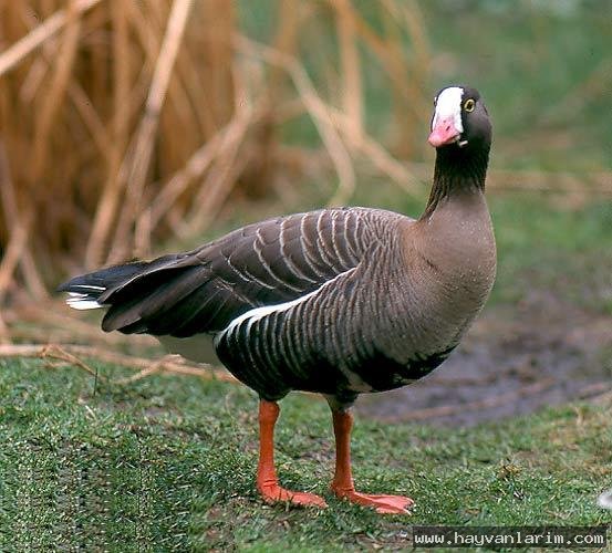 Anser erythropus ördek resmi Anser erythropus ördek resmi