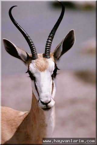 Antilop Bovidae Antilop Bovidae