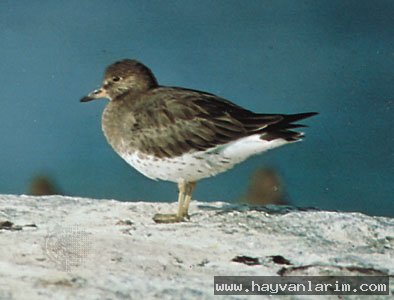 Aphriza virgata Aphriza virgata