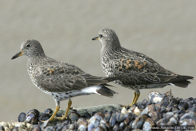 Aphriza virgata  kuş resmi