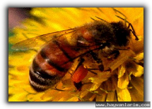 Arı ve cicek resmi Arı ve cicek resmi
