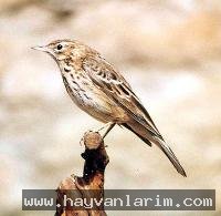 Artamidae kuş türü Artamidae kuş türü