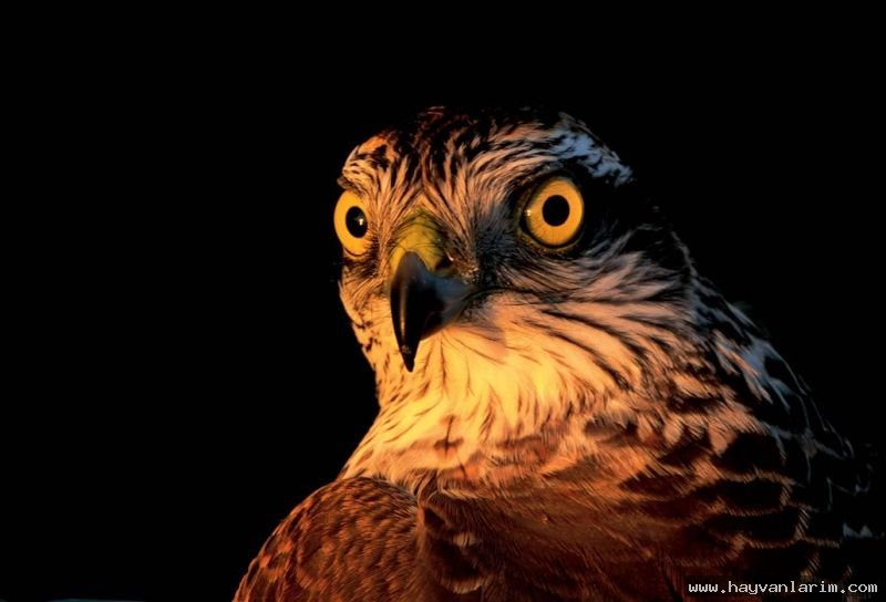 Atmaca Accipiter resmi Atmaca Accipiter resmi