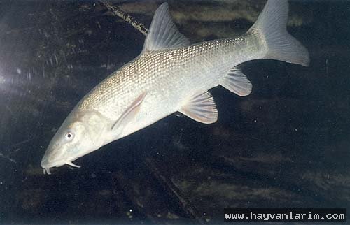 Barbus barbus Barbus barbus