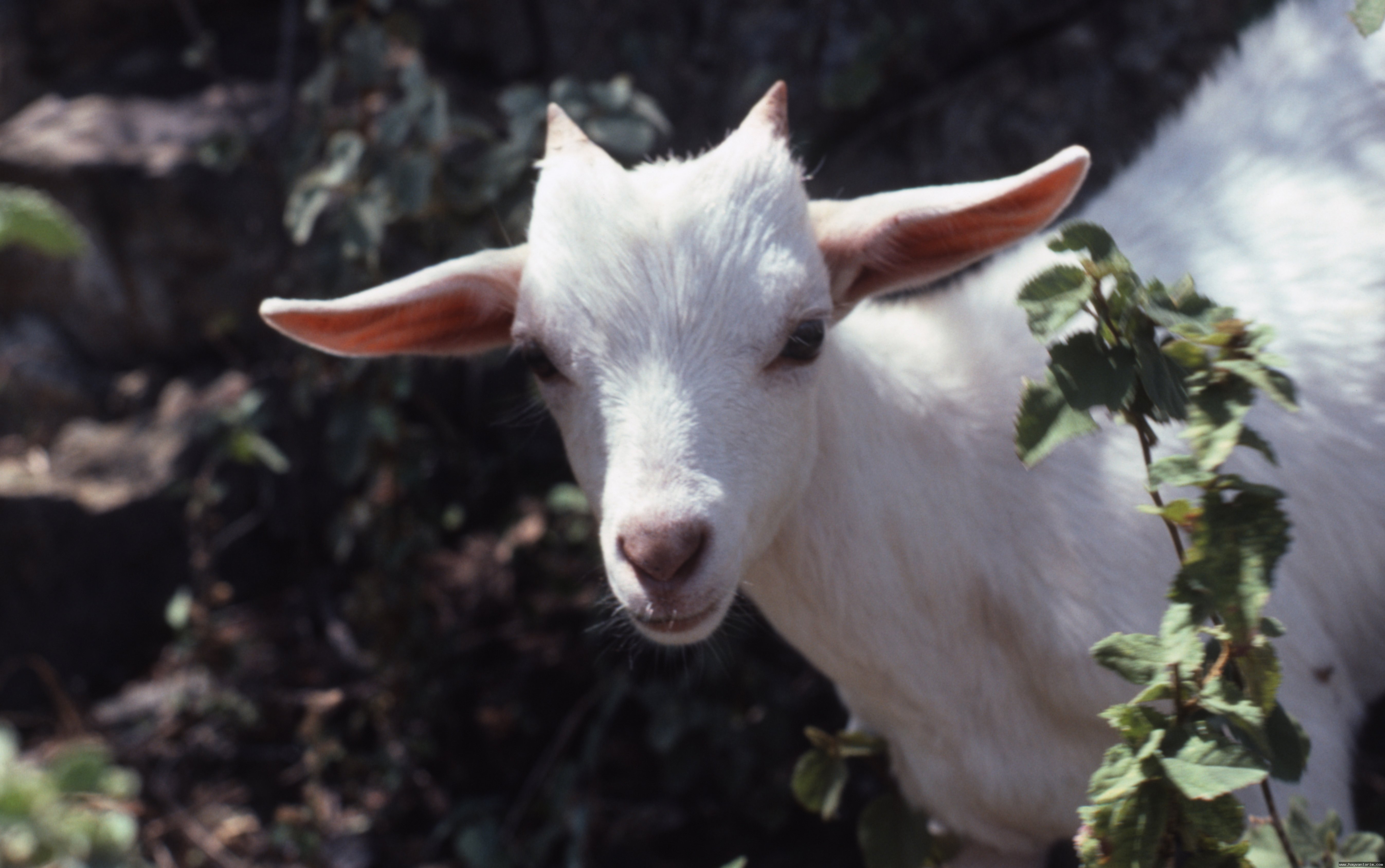 Beyaz Capra aegagrus  dağ keçisi