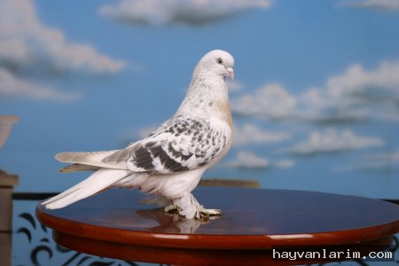 Beyaz güvercin resmi ve Gökyüzü Beyaz güvercin resmi ve Gökyüzü