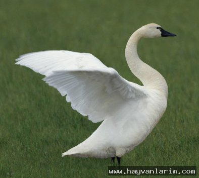 Beyaz kanatlanan Kaz resmi Beyaz kanatlanan Kaz resmi