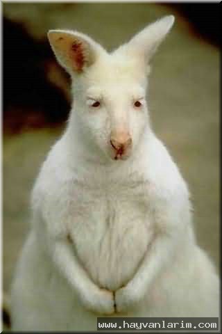 beyaz Kanguru resmi beyaz Kanguru resmi