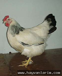 beyaz tavuk resmi beyaz tavuk resmi