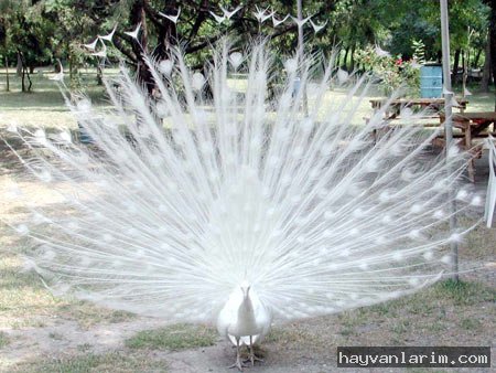 Beyaz tavus Kuşu Beyaz tavus Kuşu