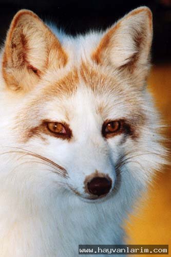 Beyaz Tilki resmi