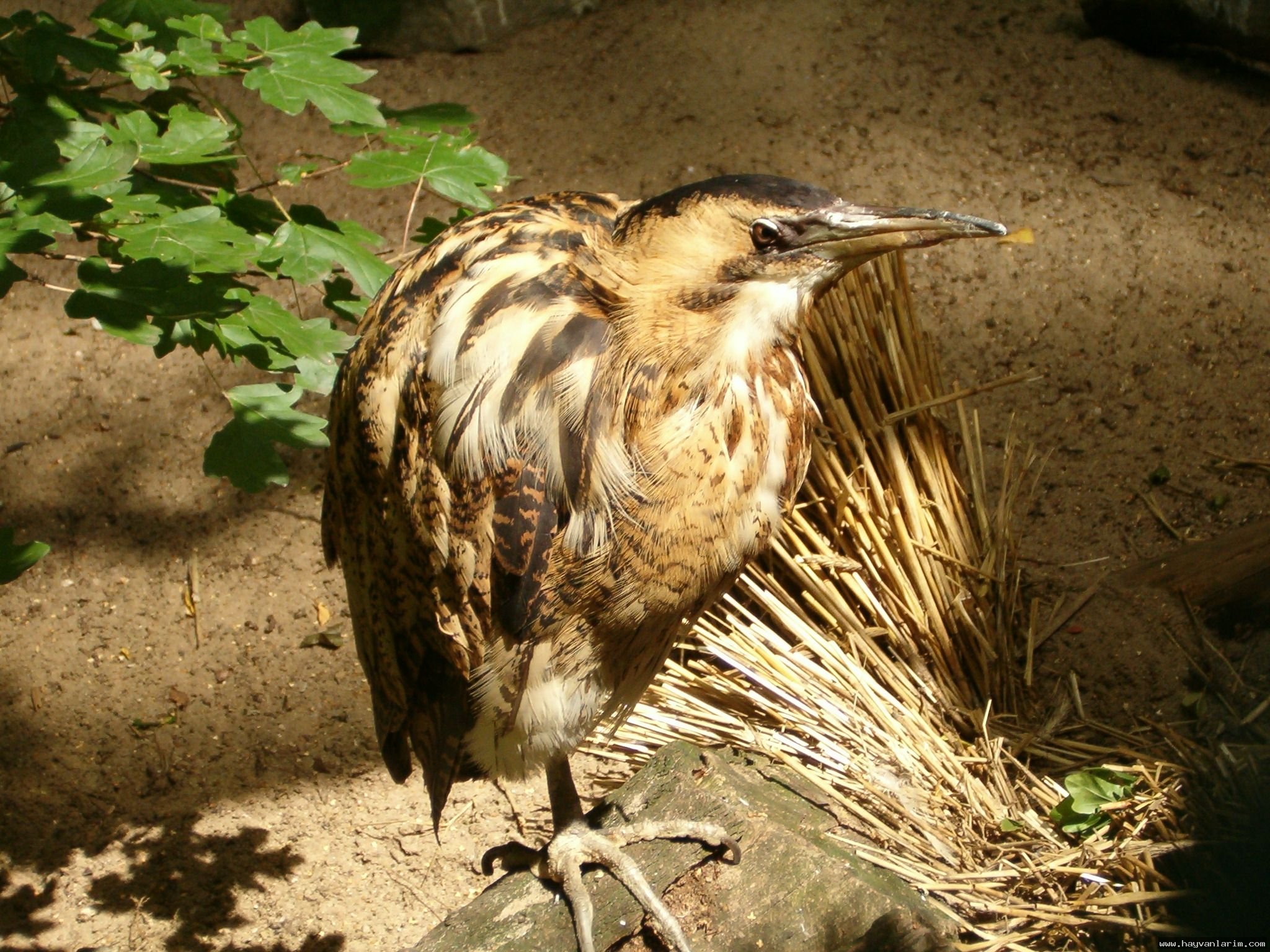 Botaurus stellaris Botaurus stellaris