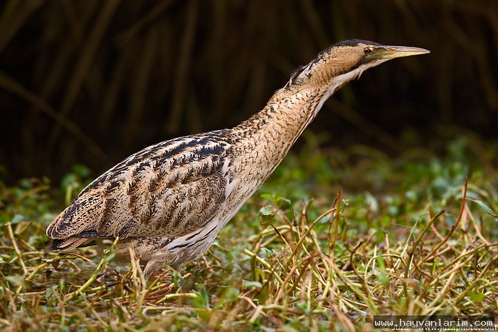 Botaurus stellaris kuş resimleri Botaurus stellaris kuş resimleri
