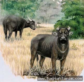 Bovidae bilder Bovidae bilder