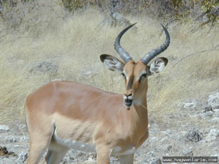 Bovidae geyik resmi Bovidae geyik resmi