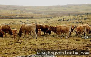 Bovidae sürüsü Bovidae sürüsü