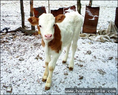 Buzağı resimleri Buzağı resimleri