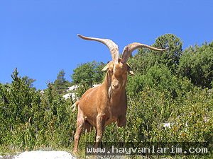 Capra aegagrus Capra aegagrus