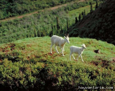 Çayır çimen geze geze ooo Keçi resimleri:) Çayır çimen geze geze ooo Keçi resimleri:)