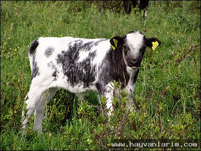 çayırda buzağı resmi çayırda buzağı resmi