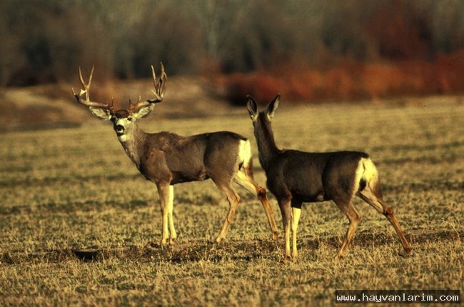 Cervidae geyik resmi Cervidae geyik resmi