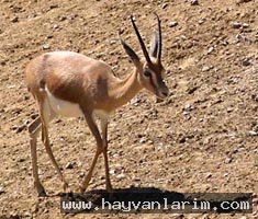 Ceylan resimleri Ceylan resimleri