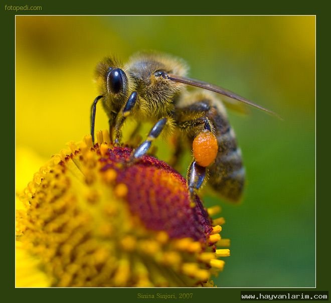 Çiçege konmuş Arı resmi Çiçege konmuş Arı resmi