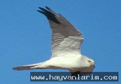 Circus macrourus Circus macrourus