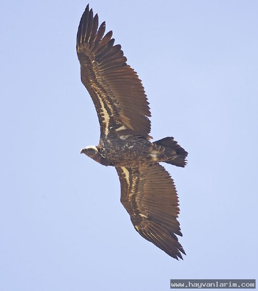 Circus macrourus bozkır tuygunu Circus macrourus bozkır tuygunu