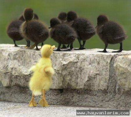 Çirkin Ördek Yavrusu Çirkin Ördek Yavrusu