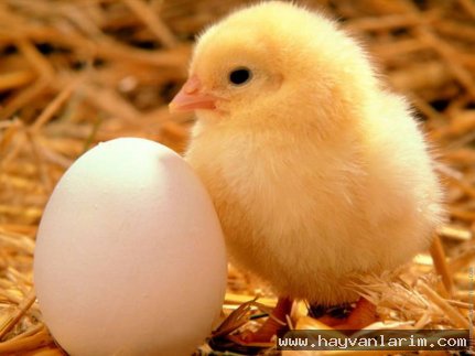 Civciv ve yumurtası Civciv ve yumurtası