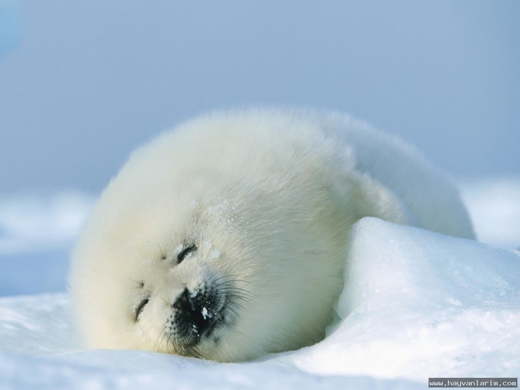 Çok güzel beyaz Fok resmi Çok güzel beyaz Fok resmi